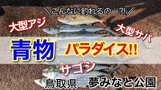 【鳥取県　夢みなと公園】今大人気のこの釣り場🐟目標達成！！青物乱舞であたりが止まらない！！🎣