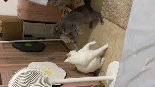 #谁能拒绝憨憨的小猫咪 #记录猫咪日常 #傻猫🐱 #铲屎官的乐趣  看看猫吧