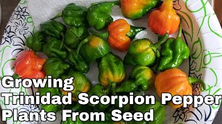 🌱Growing Trinidad Scorpion Pepper Plants From Seed