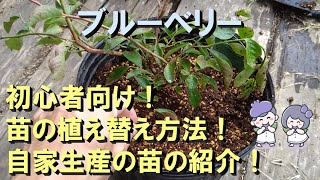 初心者向け！ ブルーベリー苗の鉢増し方法！ 自家生産苗の紹介！