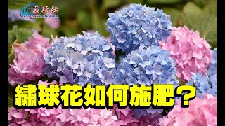 How to Fertilize Hydrangea