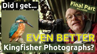 Did I get even better photographs of a Kingfisher? -  part 2