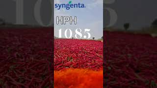 SYNGENTA SEEDS HYBRID GREEN \u0026 RED CHILLI HPH-1085🌶️🌶️ DUAL PURPOSE వైరస్ తట్టుకొనే రకం 6281554491