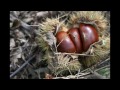 ～里の秋～ 白鳥英美子