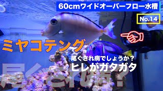 ミヤコテングハギ　尾ぐされ病 ?  ヒレがガタガタ 気ななります 2023年8月25日　60センチオーバーフロー水槽