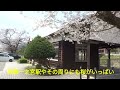 2024臥龍桜@高山市