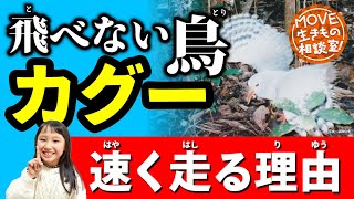 【飛べない鳥カグーのひみつ】 #カグー が速く走る理由は？【MOVE生きもの相談室】