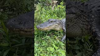 These gators are too comfortable with humans