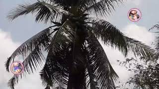 A man climbs a palm tree high😱