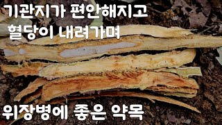 전국의 어느산에나 흔한 이 나무는~당뇨병, 폐기능 증진, 독소해독, 위장기능 증진에 좋다