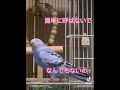 セキセイインコのいる暮らし セキセイインコ好きな人と繋がりたい 荒鳥インコちゃんにも愛を 荒鳥インコちゃんを手乗りインコちゃんに