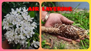 PROPAGATION OF CREPE JASMINE/ CHANDANI BY AIR LAYERING METHOD