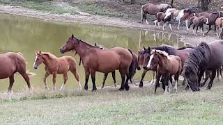 BRANCO DI CAVALLI CON PULEDRINI SUL LAGHETTO DI MONTAGNA