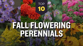 TOP 10 Fall Flowering Perennials 🍂🌸 Blooming Autumn Garden 🌅🌼