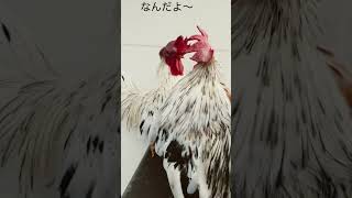 ニワトリを威嚇するニワトリ