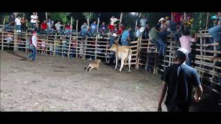 Jaripeo ranchero celebrado en Tancoban Ixcatepec, Ver