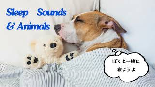 寝ている犬の寝顔とリラックス音楽 | 睡眠導入BGM　Relax with Sleeping Dog and Calm Music | Sleep Inducing BGM