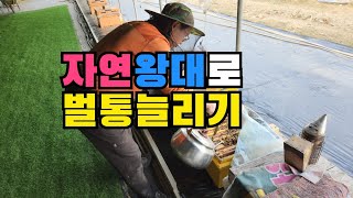 자연왕대 분봉시키기 쉽게 따라해보세요