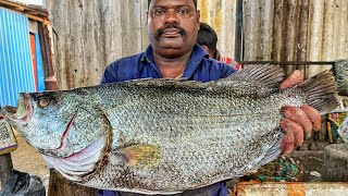 KASIMEDU 🔥 SPEED SELVAM | BIG SIZE BLACK KODUVA FISH CUTTING VIDEO | 4K VIDEO | KM FISH CUTTING