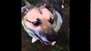 Dog Burps Loudly