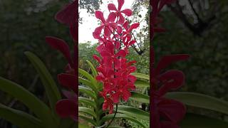 ഒരു ഡിസംബർ വൈകുന്നേരം |December evening | garden plants #plants #manimilla