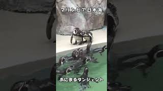 ペンギン同士のケンカ #shorts