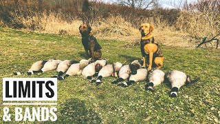 Duck And Goose Hunting The River PA | Limits \u0026 Bands