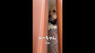 隙間から話す犬 【関西弁でしゃべる犬】#277 dog talking through the gap 【Dog talking 】 #shorts