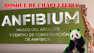 Bosque Chapultepec | Museo del Ajolote | Conservar Ajolote| Zoologico  ¿Que hacer? ¿Que Comer?