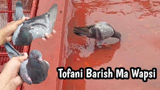 Tofani Barish Ma End Wapsi | Hashim Mahmood Pigeons