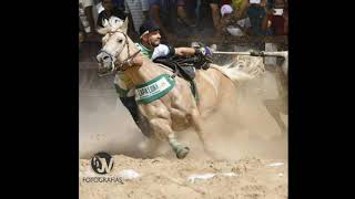 🔴Melhores videos pra status de vaquejada 🤞🏽🏇