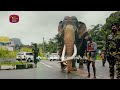 යළි උපදින නැදුන්ගමුවේ රාජා nadungamuwe raja elephant srilanka rupavahini news