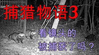 【日本捕猎物语3】今晚的诱饵场真热闹，一半身子在笼子里那位，是否会被捕获呢？