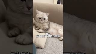 #张嘟嘟 #银渐层 #萌宠 #一秒变身战斗猫猫 #粤语 我觉得你每天只做四件事、好丢脸哦~