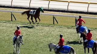 【放馬】【落馬】⑯ルトンワージが放馬し誘導馬が慌てる‼ 最後は疲れたのでタクシー(馬運車)前で係員を待つ‼ 現地映像 フェブラリーステークスday