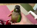 飼い主に甘えるウロコインコ【ウロコインコのみみちゃん】