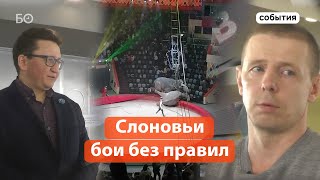 В чем причина драки слоних в Казанском цирке