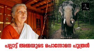 പല്ലാട്ട് അമ്മയുടെ പൊന്നോമന പുത്രന്‍ | Pallattu Brahmadathan | one day with Pallattu Brahmadathan