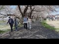 東北桜紀行　大河原町　白石川堤　一目千本桜　2024 04 15 c3