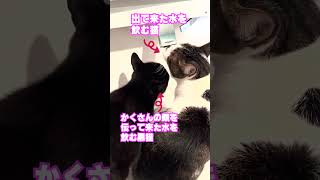 黒猫の水の飲み方が独特すぎる #shorts  #猫おもしろい  #猫  #cat  #猫のいる暮らし  #猫かわいい #黒猫 #ルーティン #関西弁でしゃべる猫 #猫と子供 #猫vlog