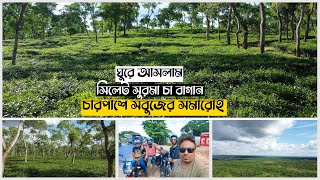 সিলেটের হবিগঞ্জে মনোমুগ্ধক  সুরমা চা বাগান | SYLHET TEA GARDEN | সুরমা চা  বাগান | SYLHET TOUR