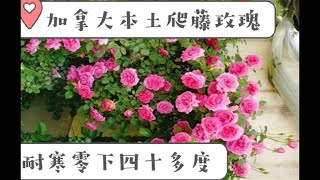 爬藤玫瑰，威廉·巴芬（William  Baffin). 【莎拉养花】