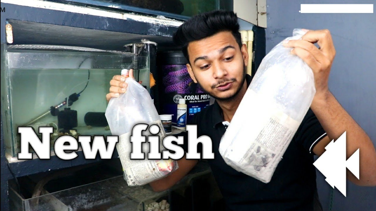 New Fish Youtube
