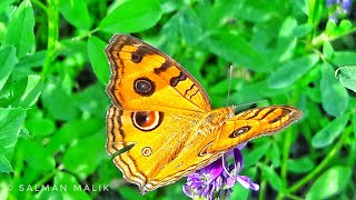 Peacock Pansy Junonia almana