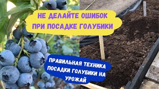 Голубика. Правильная посадка без ошибок - залог щедрого урожая