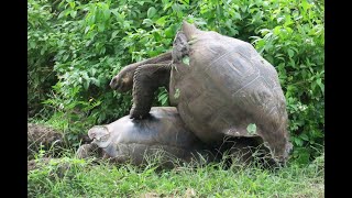 2018 加拉巴哥 陸龜 tortoise Galapagos