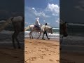 atlitur sariyer gumusdereplaji sahildeatlitur horsebackridingonthebeach İnstahorses istanbul