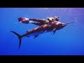 spearfishing marlin.