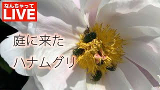 庭に来たコアオハナムグリ【なんちゃってLIVE】Gametis jucunda (Faldermann, 1835)