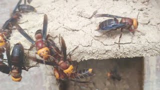 GIANT MURDER HORNET,VESPA MANDARINIA,ASIAN GIANT HORNETS NEST REMOVAL,INSIDE WASP NEST